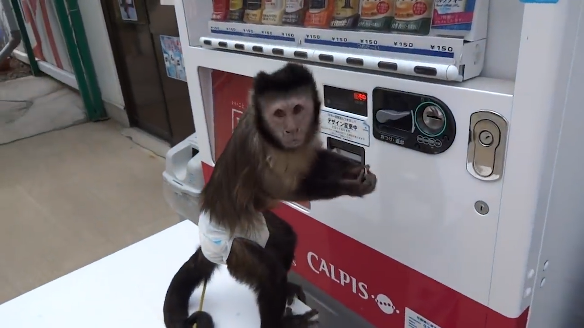 自販機サル