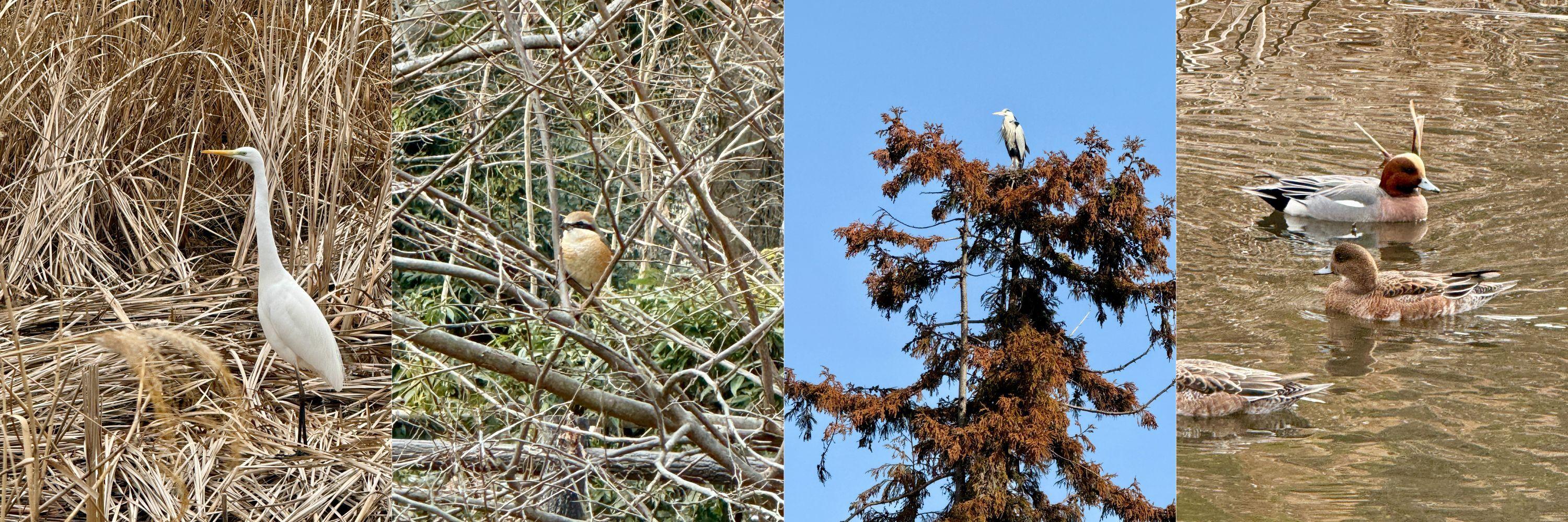 「野鳥を見る田中」組み写真
