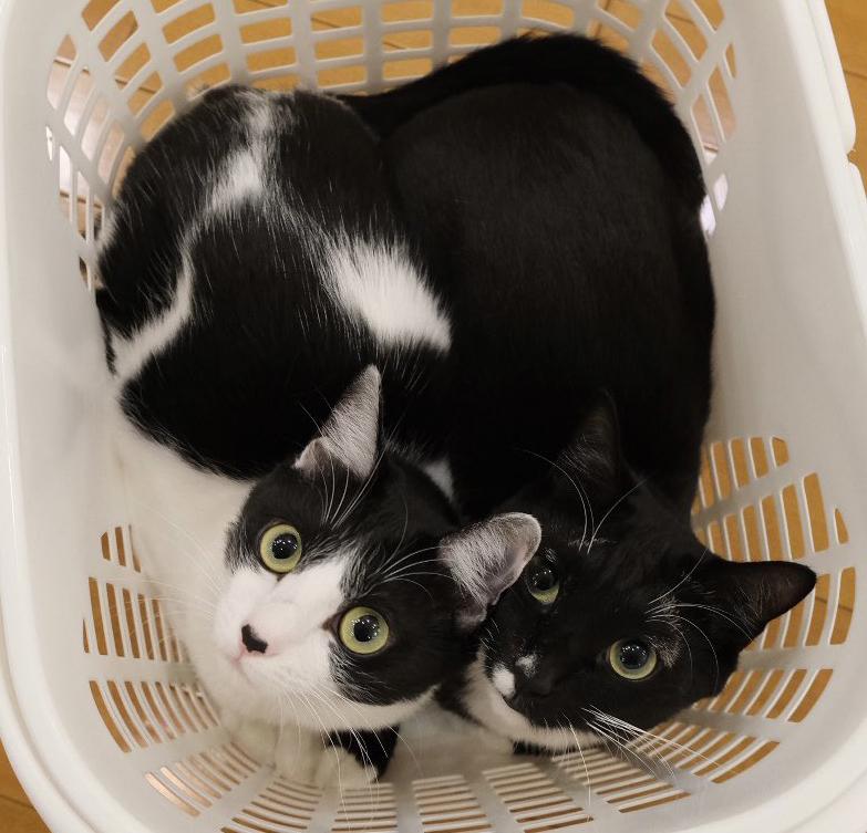 猫の日　マルくんとオレオちゃん