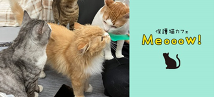 猫カフェ