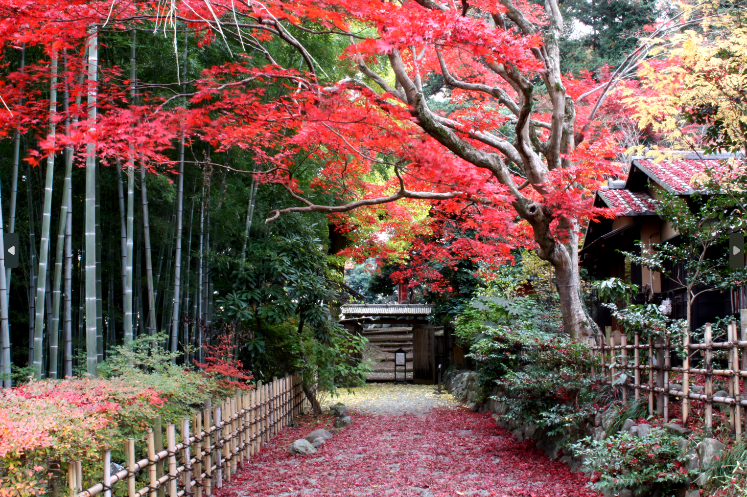 百草園