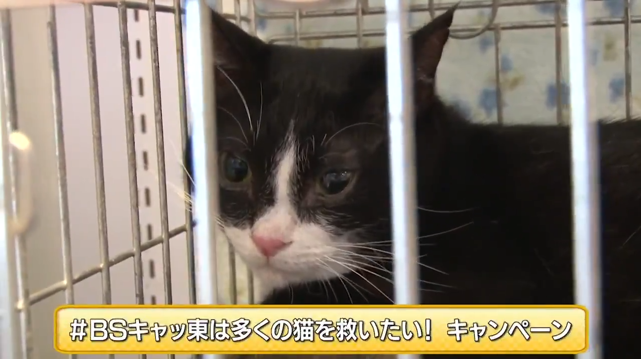 ｂｓテレ東 22年2月22日 火 今年も ｂｓキャッ東 開催 新 猫社長決定 テレ東 リリ速 テレ東リリース最速情報 テレビ東京 ｂｓテレ東 7ch 公式