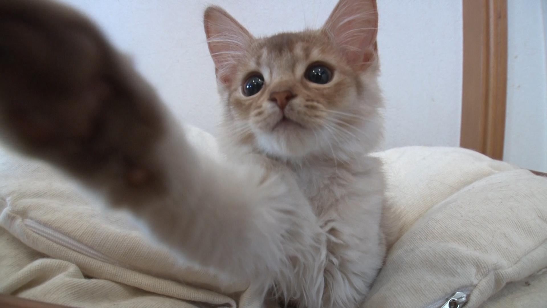 BSキャッ東「ネコにゃん」