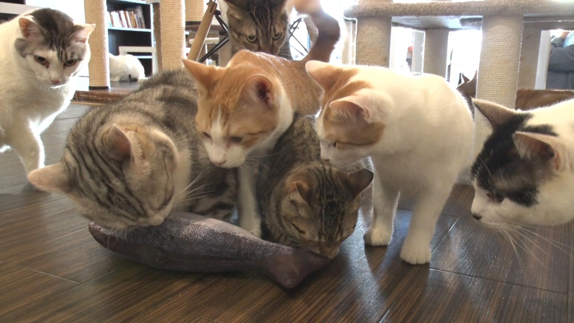 ニャンとも嬉しいモノがたり~BSキャッ東おすすめ猫グッズ~