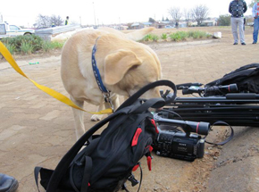 機材や荷物をチェックする探知犬
