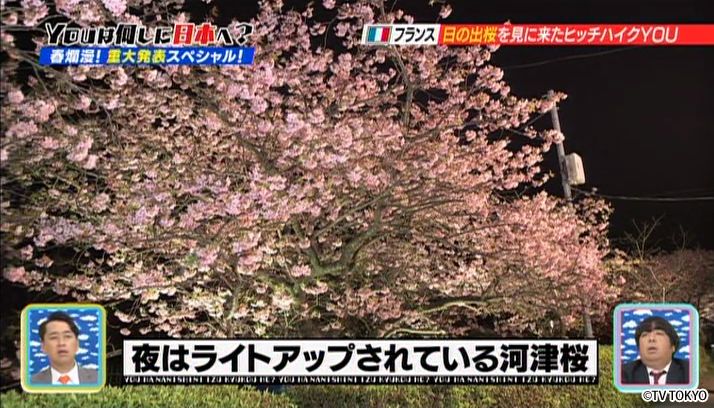 YOUハラハラ！桜ヒラヒラ！春爛漫！重大発表もあるよSP