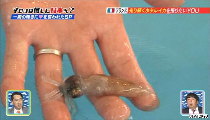 もうドキドキが抑えられない！一瞬の輝きにハートを奪われちゃいましたSP