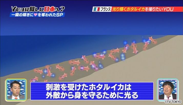 もうドキドキが抑えられない！一瞬の輝きにハートを奪われちゃいましたSP