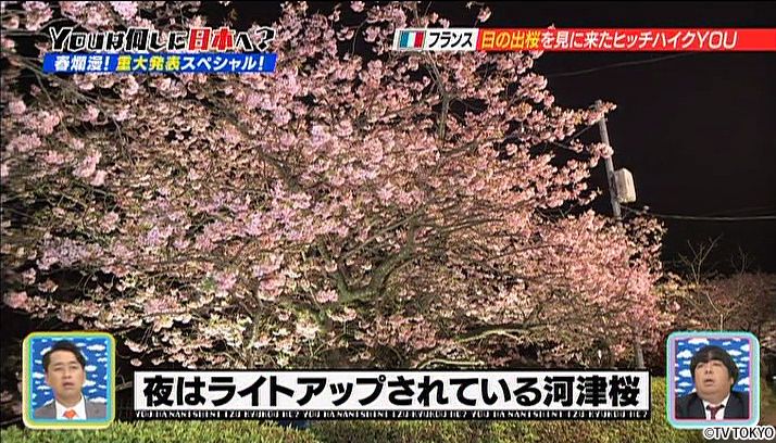 Very first cherry blossoms experience in his life.