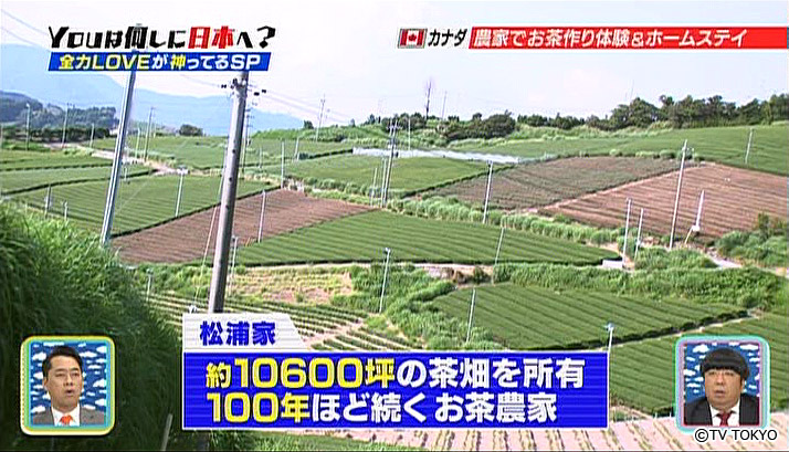 Spending 3 days at a tea farm to experience the Japanese tea making.