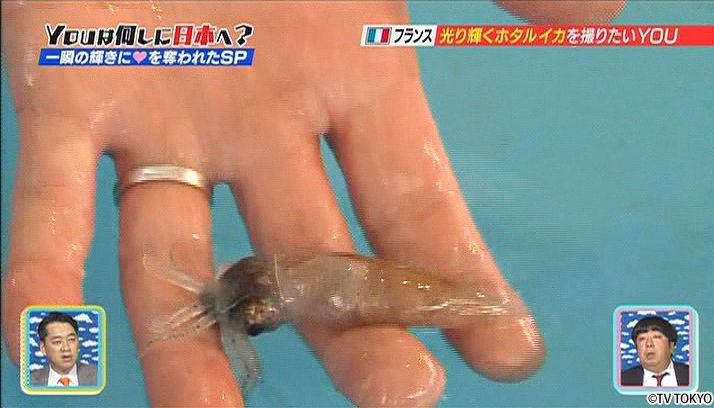 Flashing squids photo shoot!