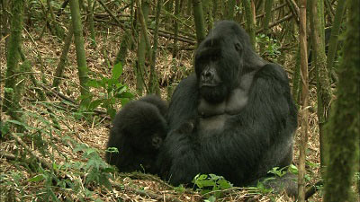 世界でも珍しい野生のマウンテンゴリラ