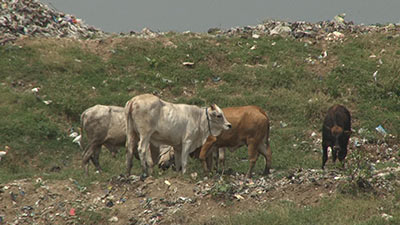 インドネシアでゴミを食べる牛たち
