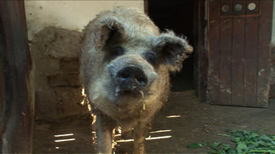 “食べられる国宝”マンガリッツァ豚