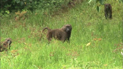野生のマントヒヒが取材班に・・・