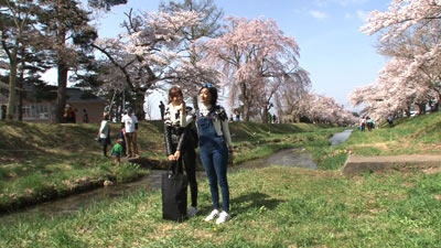 日本紹介番組で「満開の桜」