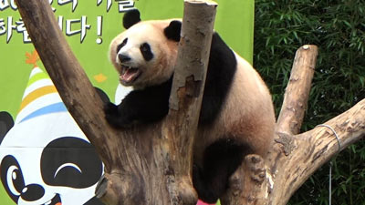 龍仁市「エバーランド」内で一般公開されているパンダ
