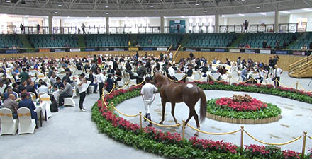 中国で馬バブル