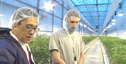 大麻畑を取材する鎌田