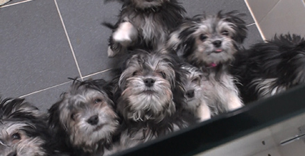 禁断のクローン犬ビジネス！？