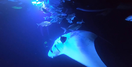 ハワイ島のマンタ