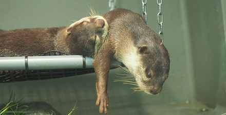 コツメカワウソ